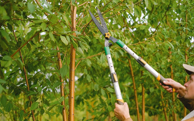 Tree trimming in Las Piedras, PR